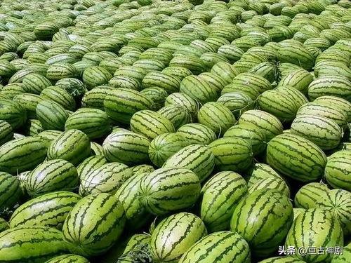 宁夏网红吃瓜事件视频,揭秘网络热议背后的真相